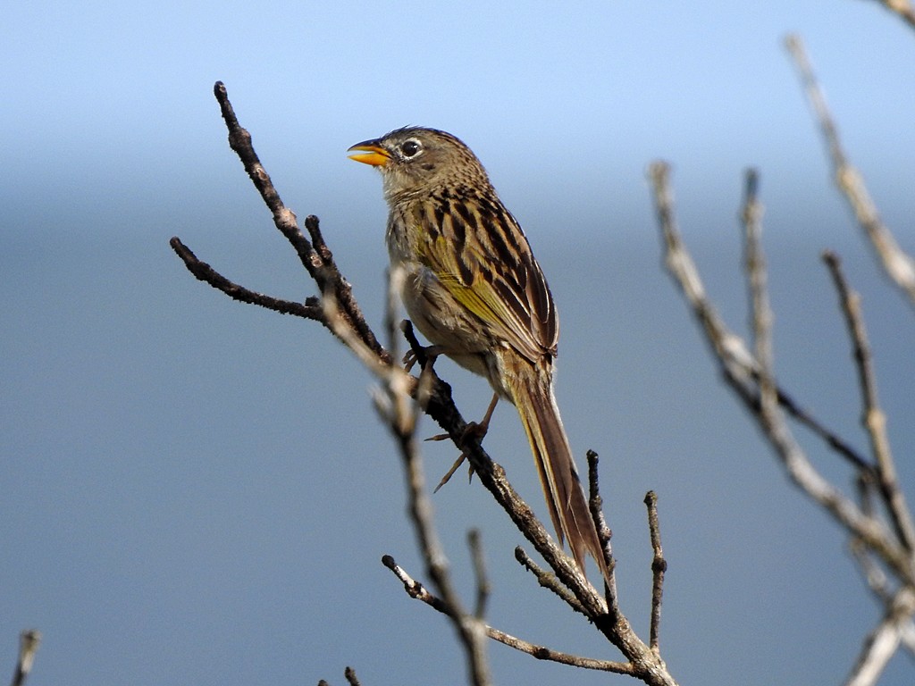 Wedge-tailed Grass-Finch - ML620061973