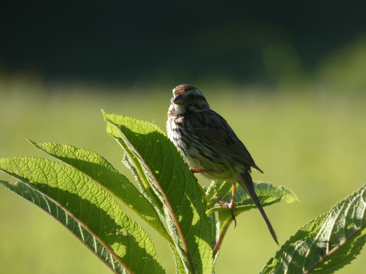 Song Sparrow - ML620061980