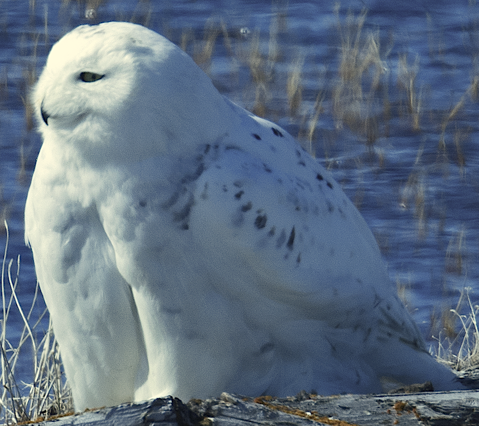 Snowy Owl - ML620061988