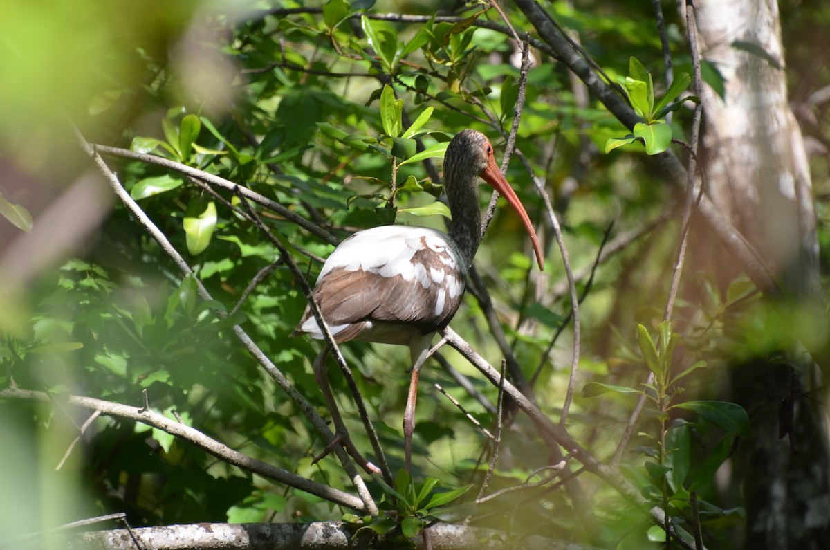 Ibis blanc - ML620061997