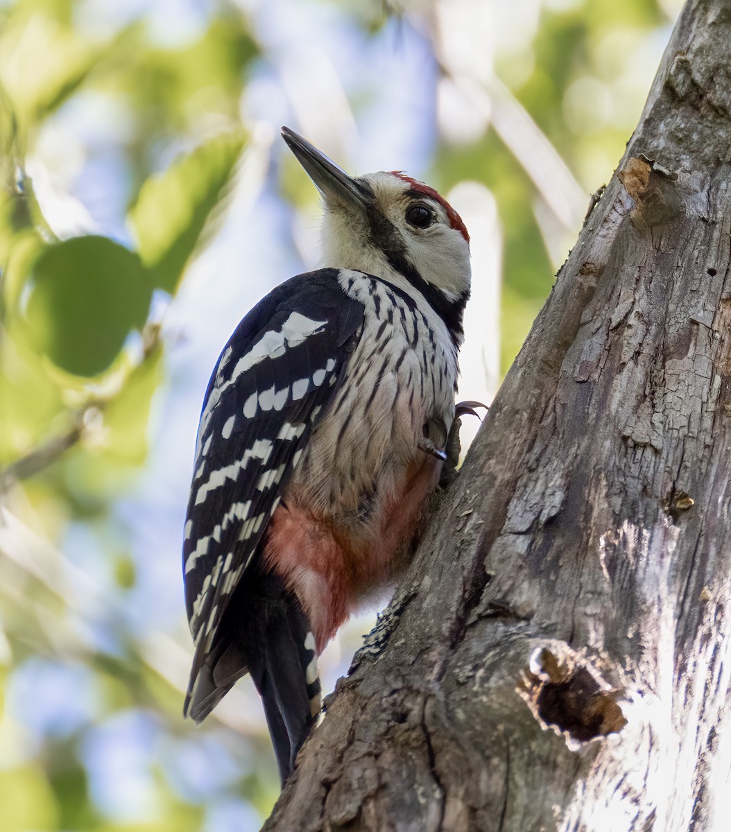 White-backed Woodpecker - Bernat Garrigos