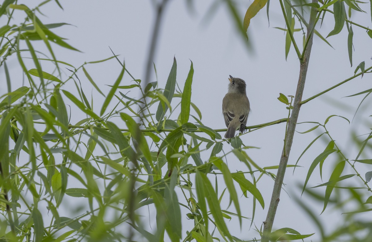 Willow Flycatcher - ML620062007