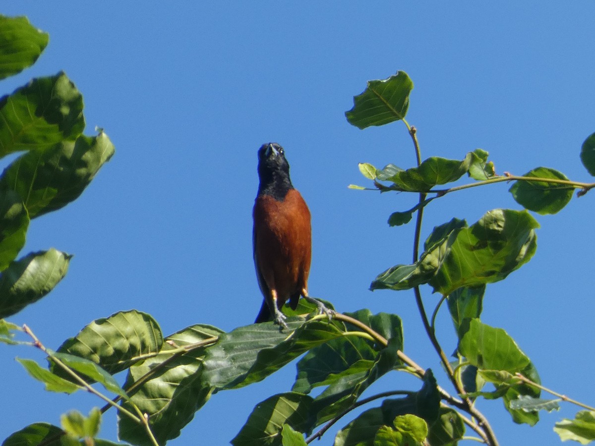 Orchard Oriole - ML620062014