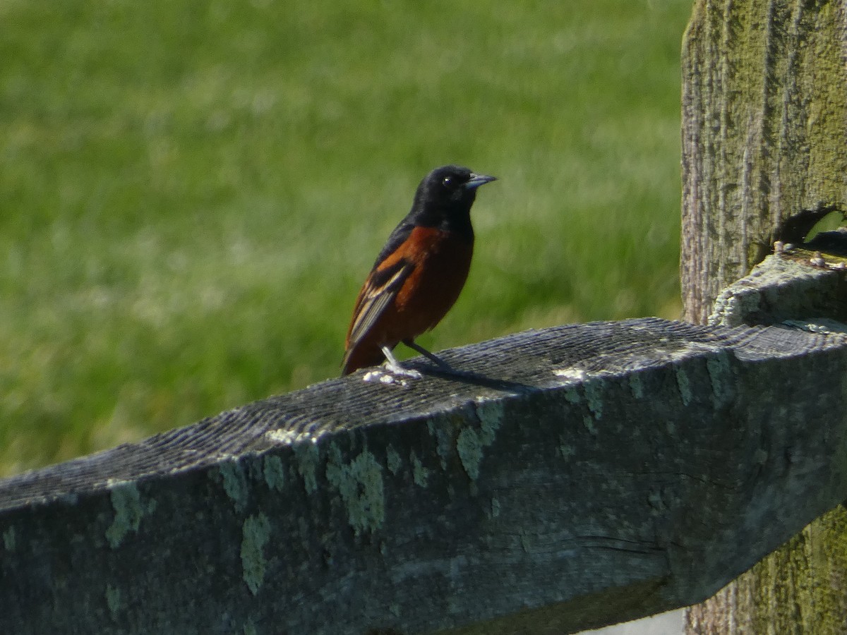 Orchard Oriole - ML620062015