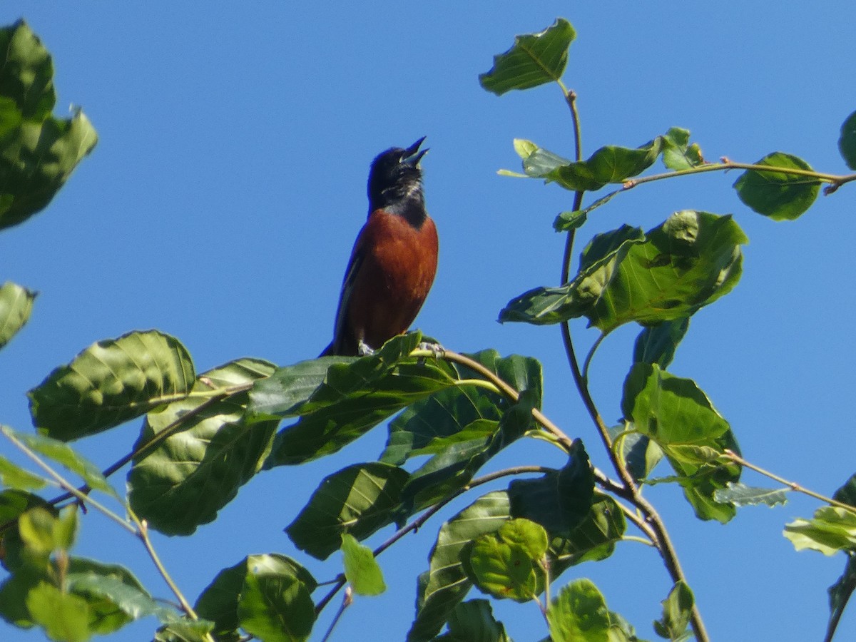 Orchard Oriole - ML620062016