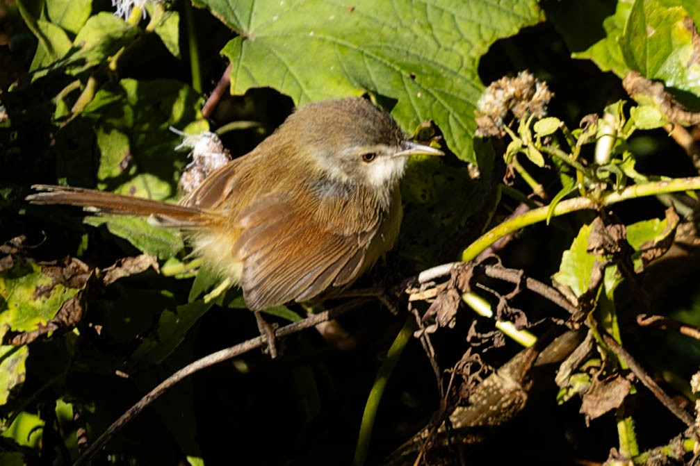 Rufescent Prinia - ML620062055