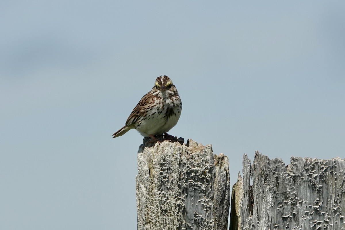 Savannah Sparrow - ML620062057