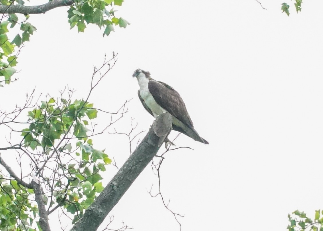 Osprey (carolinensis) - ML620062061