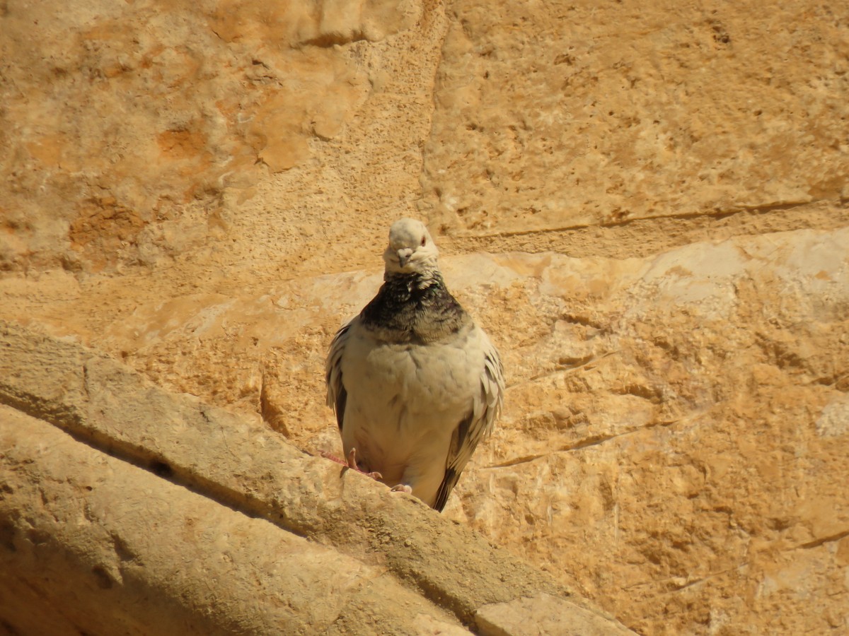 Rock Pigeon - ML620062067