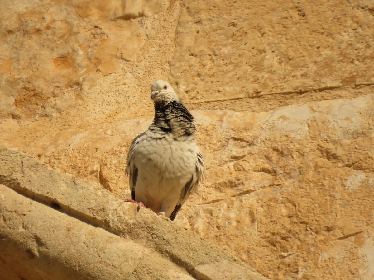 Rock Pigeon - ML620062068