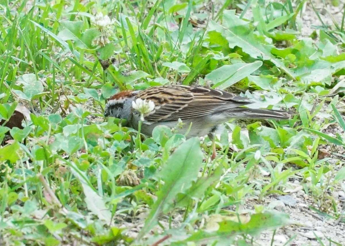 Chipping Sparrow - ML620062075