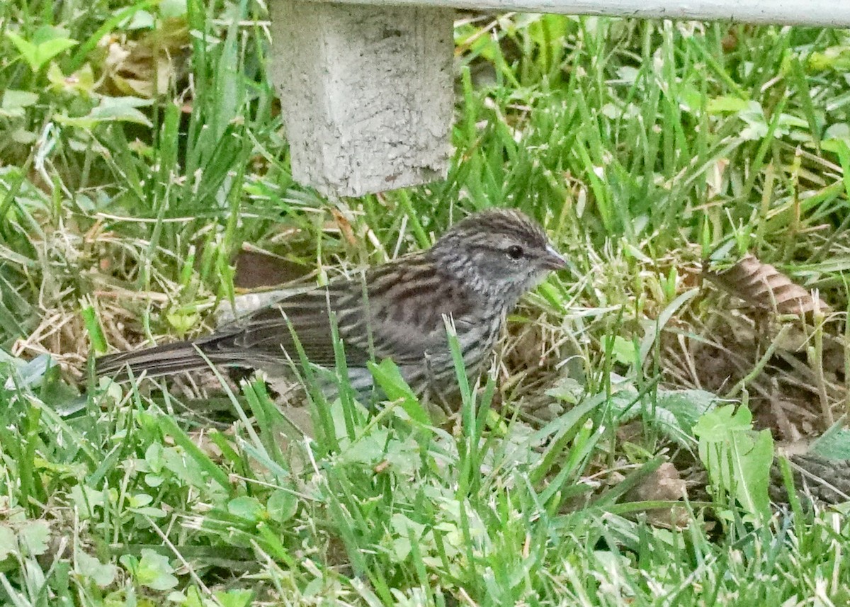 Chipping Sparrow - ML620062076