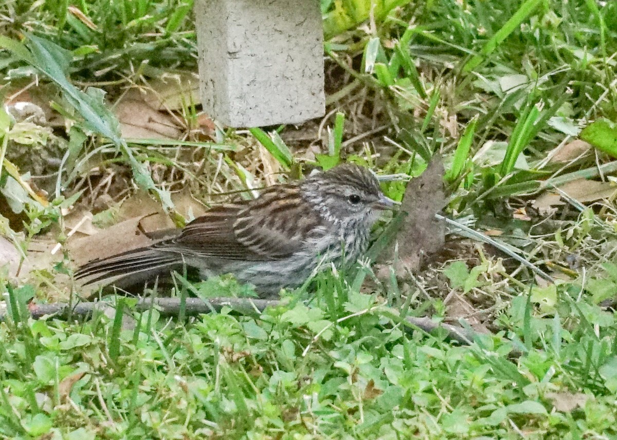 Chipping Sparrow - ML620062077