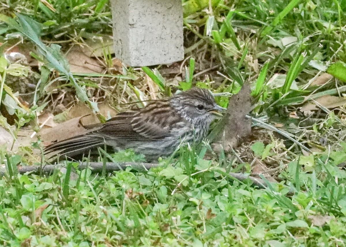 Chipping Sparrow - ML620062078