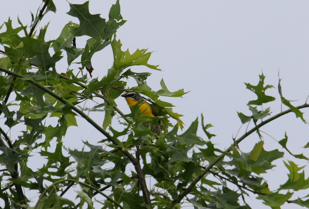 Yellow-breasted Chat - ML620062085