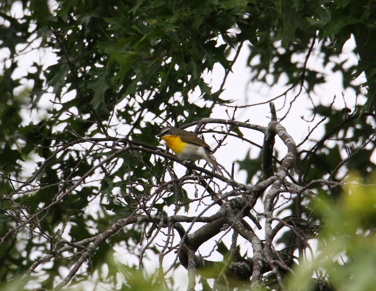 Yellow-breasted Chat - ML620062086