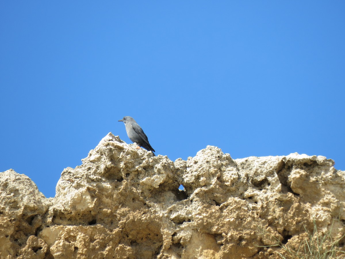 Blue Rock-Thrush - ML620062092