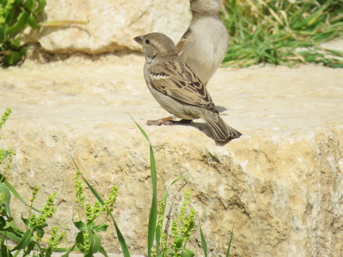 Spanish Sparrow - ML620062112