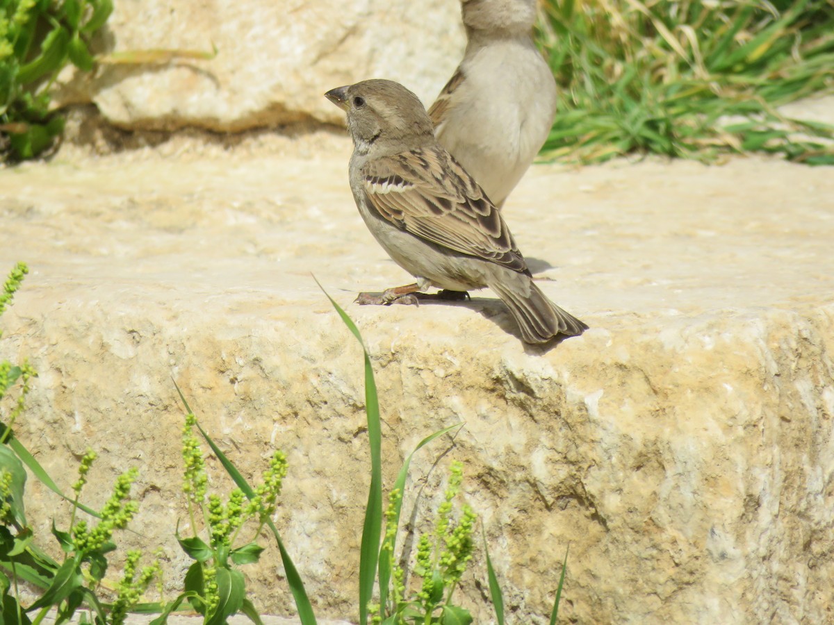 Moineau espagnol - ML620062112