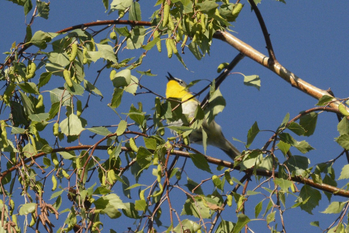 Yellow-breasted Chat - ML620062114