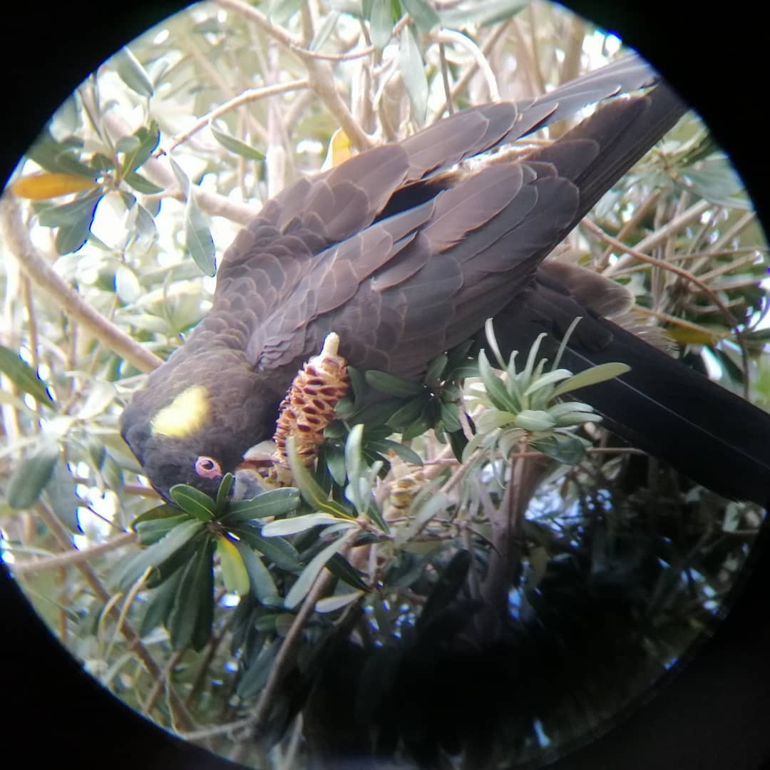 Yellow-tailed Black-Cockatoo - ML620062116