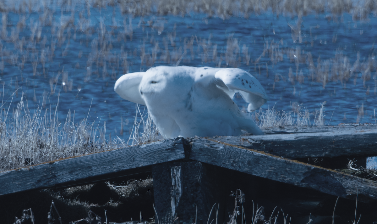 Snowy Owl - ML620062121