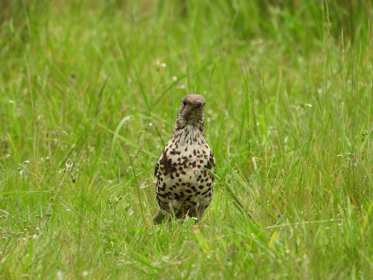 Mistle Thrush - ML620062131