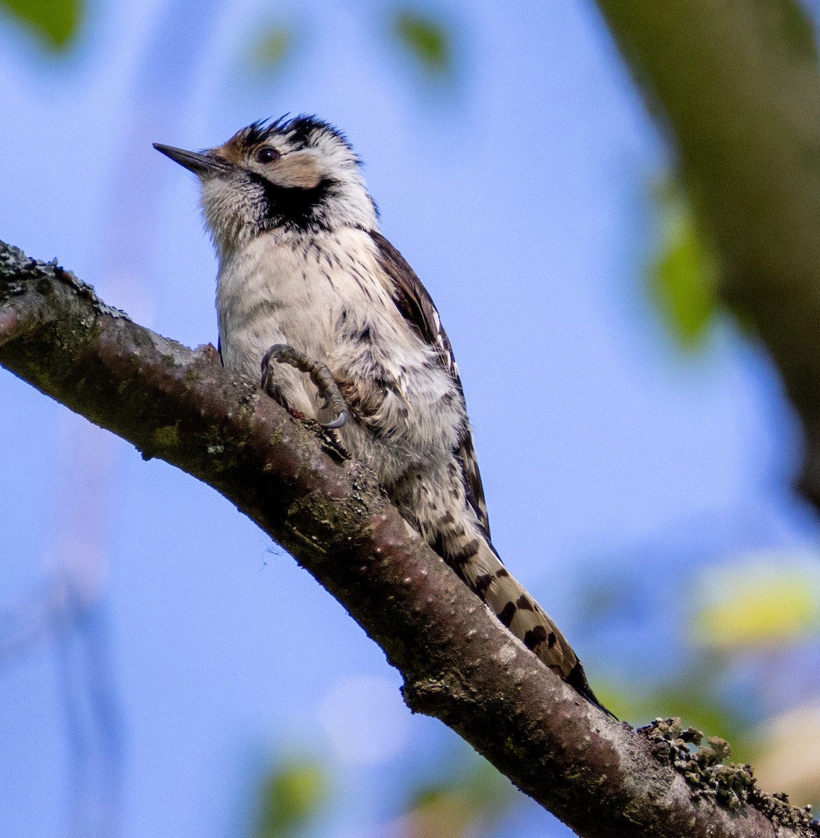 Lesser Spotted Woodpecker - ML620062141