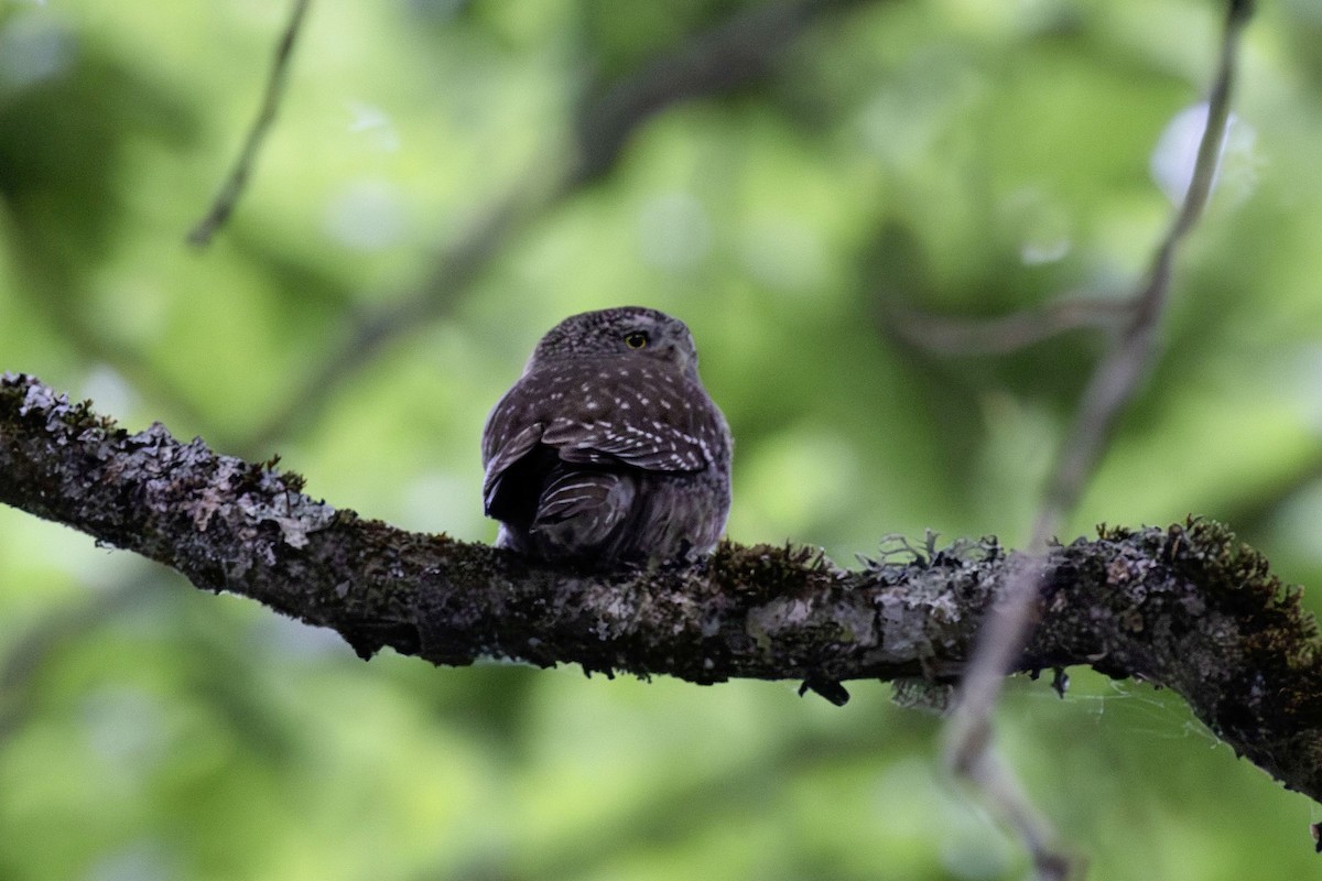 Eurasian Pygmy-Owl - ML620062142