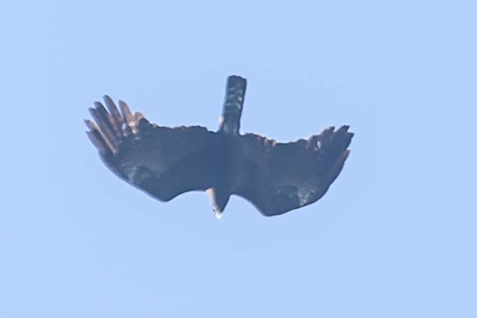 Black Eagle - ML620062145