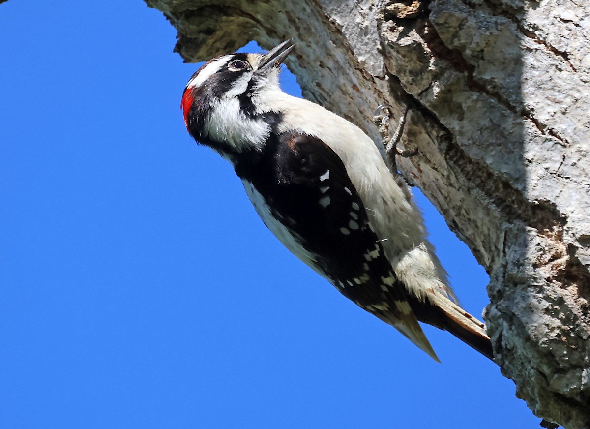 Downy Woodpecker - ML620062149