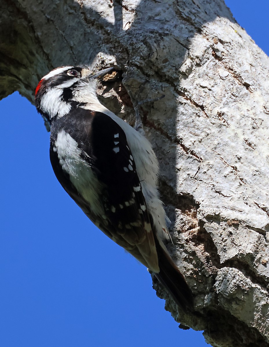 Downy Woodpecker - ML620062152