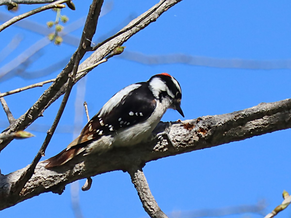 Downy Woodpecker - ML620062157