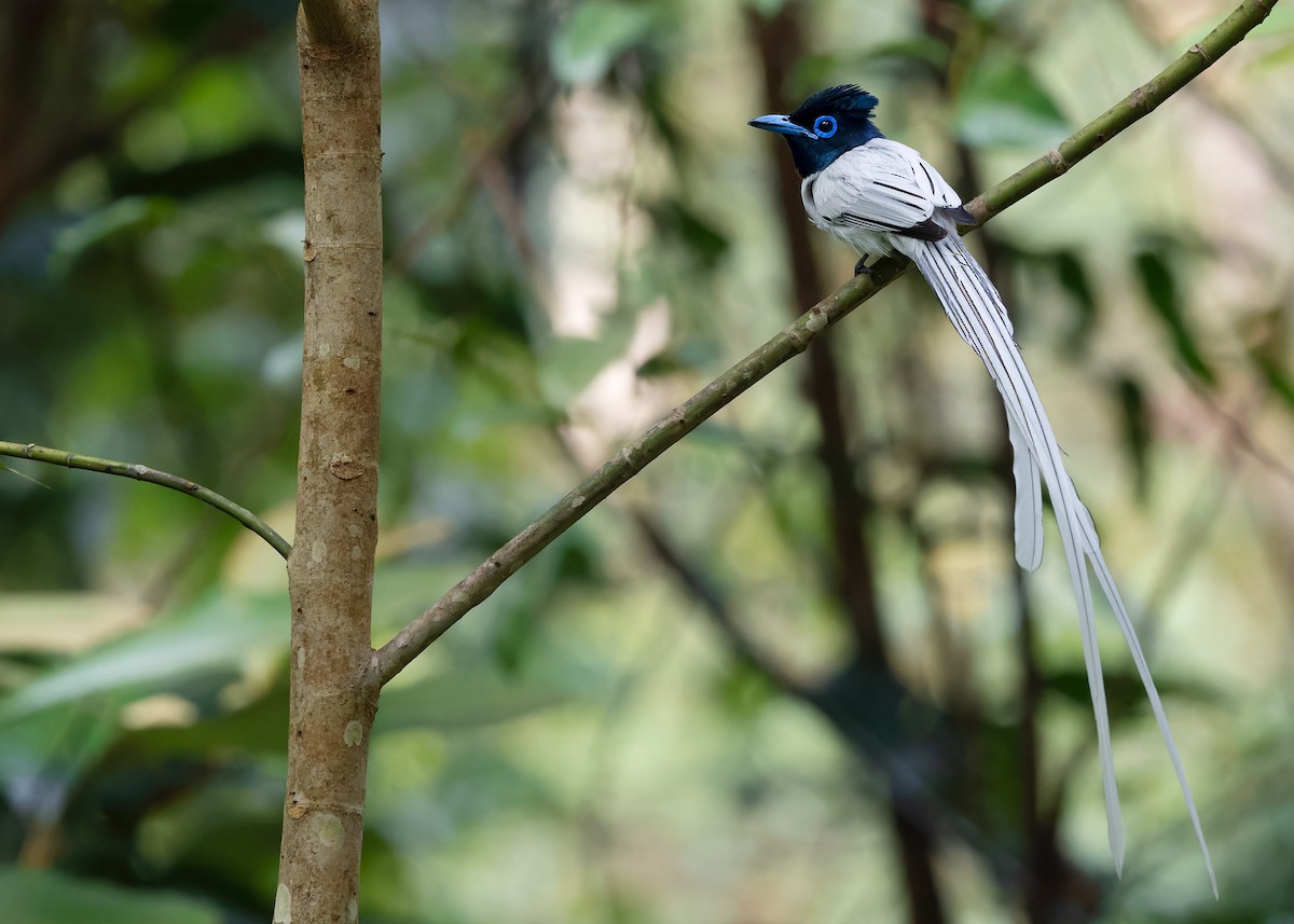 Blyth's Paradise-Flycatcher (Blyth's) - ML620062162