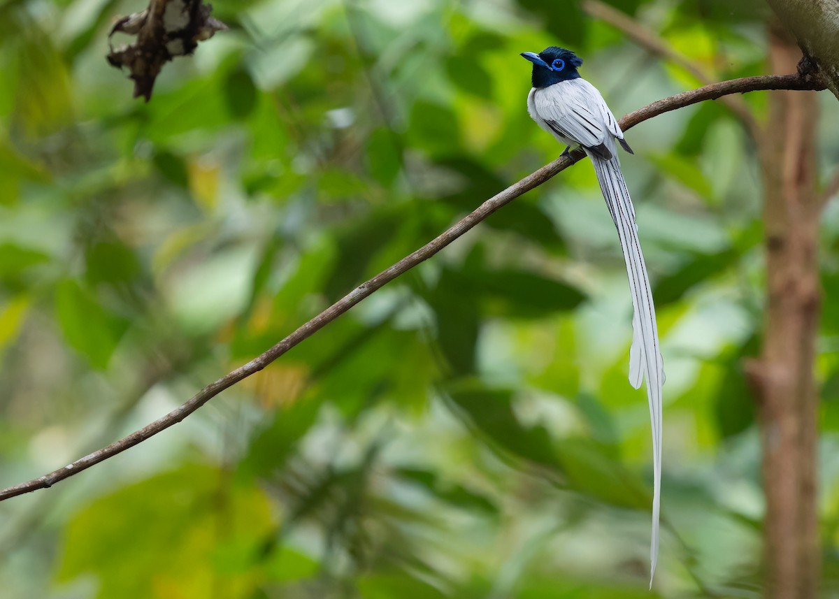 Blyth's Paradise-Flycatcher (Blyth's) - ML620062163