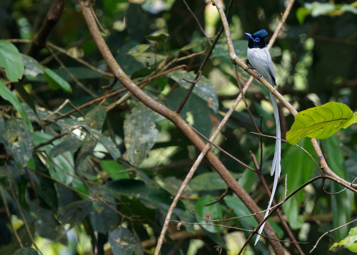 Blyth's Paradise-Flycatcher - ML620062164