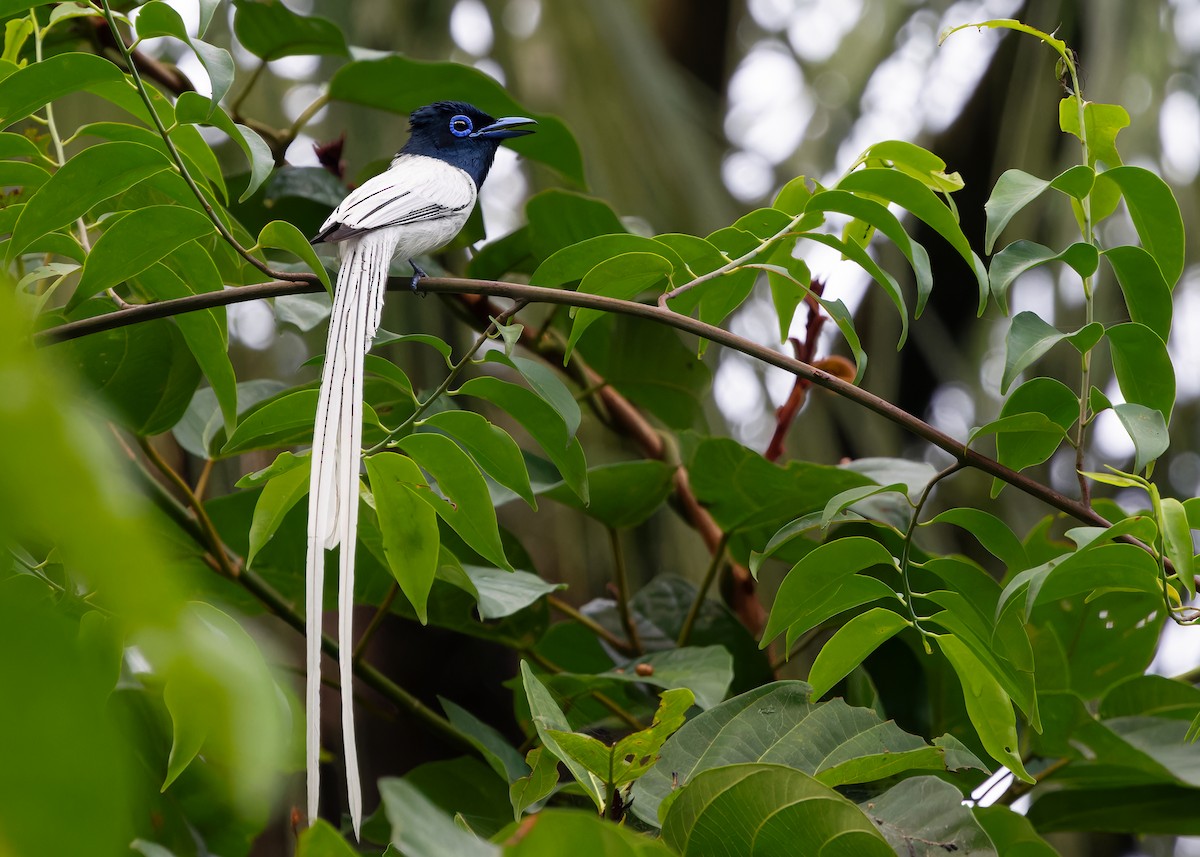 Blyth's Paradise-Flycatcher (Blyth's) - ML620062165