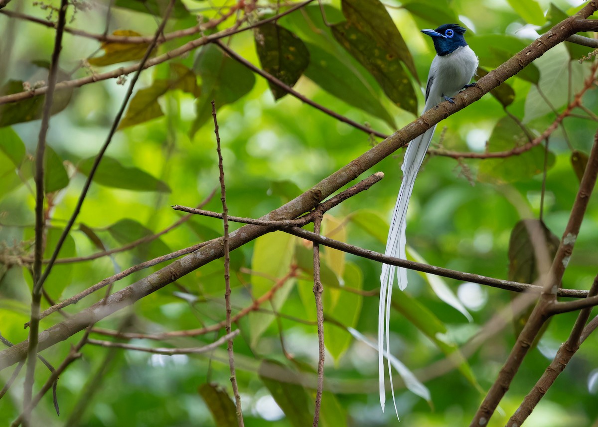 Blyth's Paradise-Flycatcher (Blyth's) - Ayuwat Jearwattanakanok