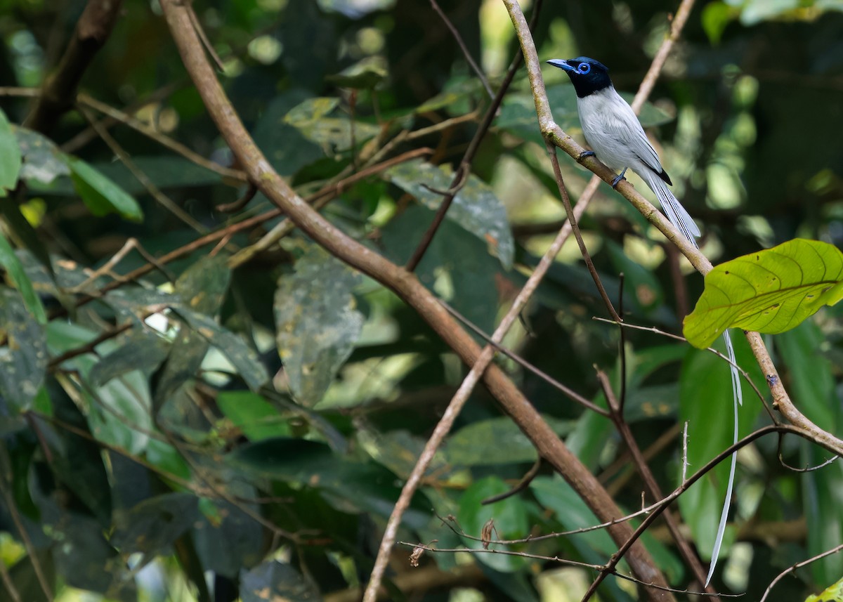 Blyth's Paradise-Flycatcher - ML620062167