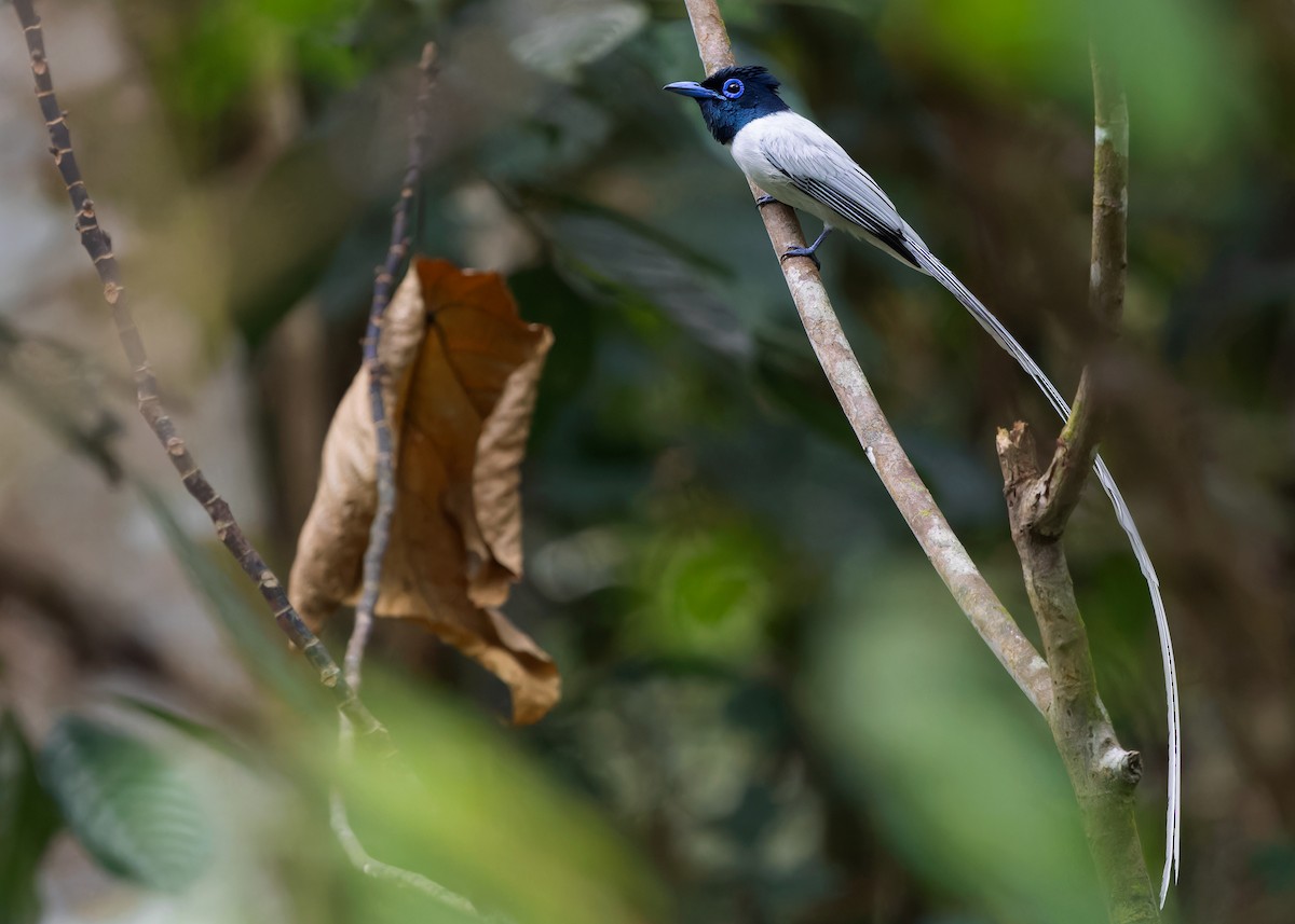 Blyth's Paradise-Flycatcher (Blyth's) - Ayuwat Jearwattanakanok