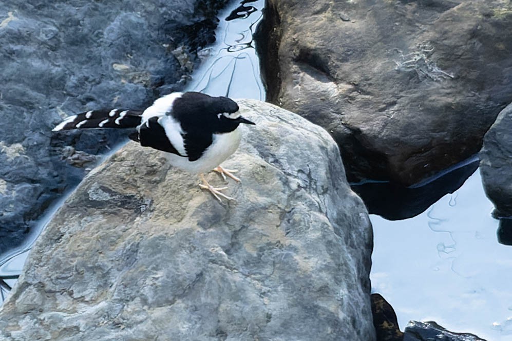 Black-backed Forktail - Zebedee Muller