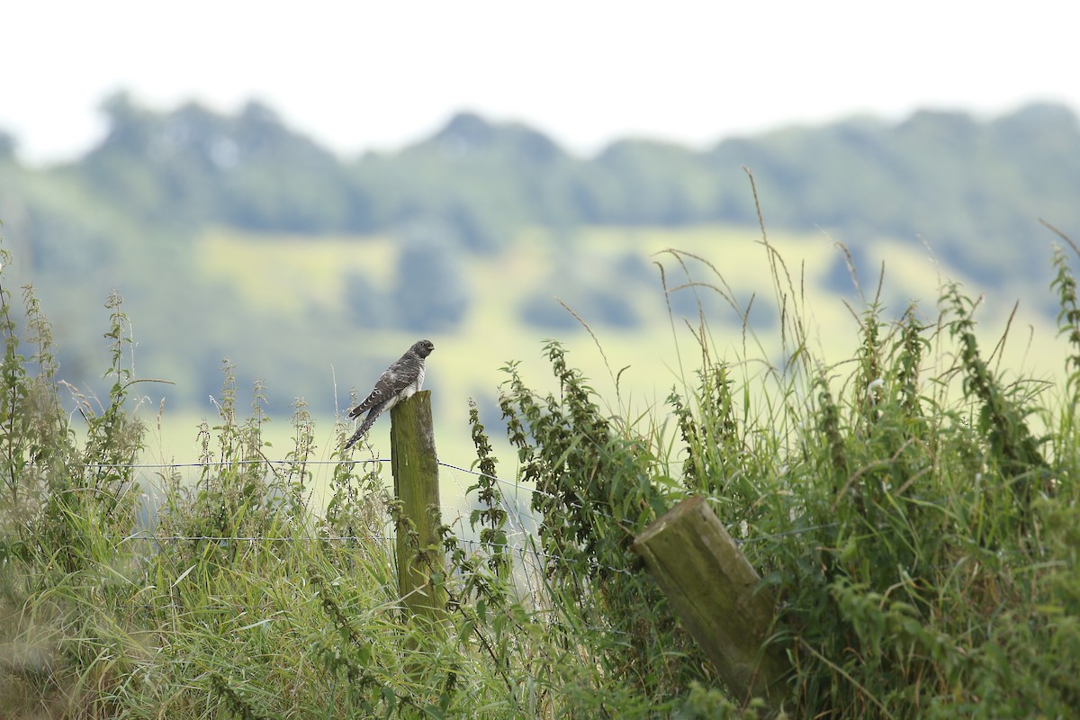 Common Cuckoo - ML620062182