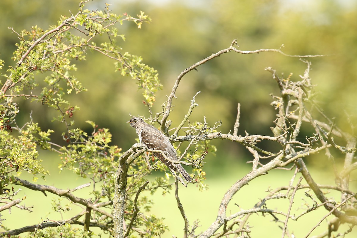 Common Cuckoo - Charles  Gunn