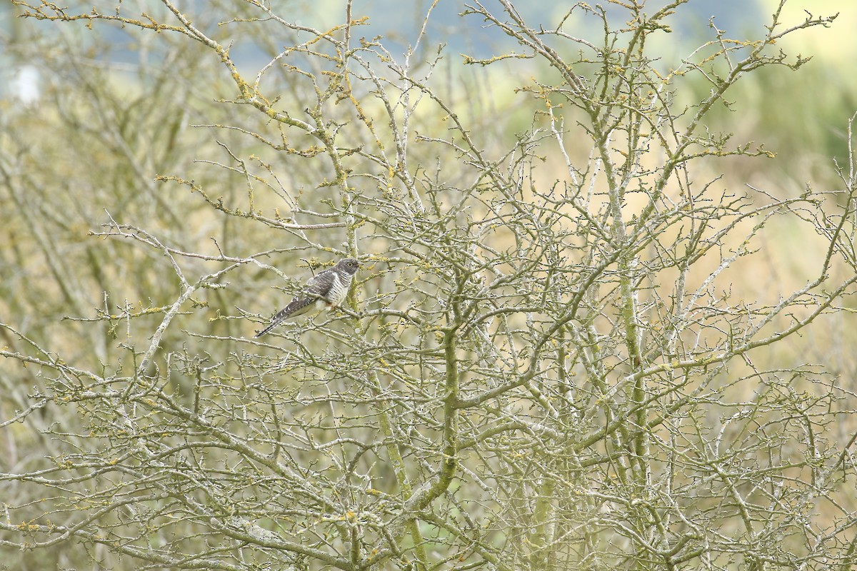 Common Cuckoo - ML620062184