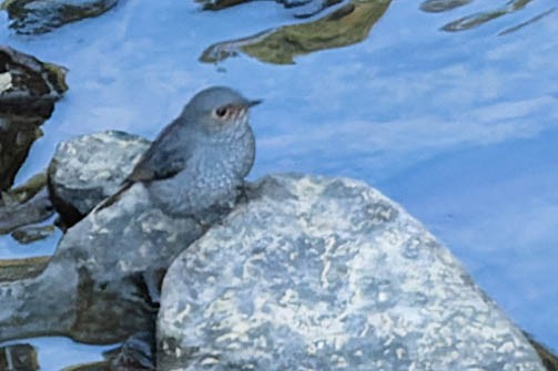 Plumbeous Redstart - ML620062188