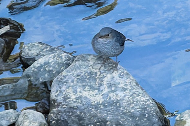 Plumbeous Redstart - ML620062189