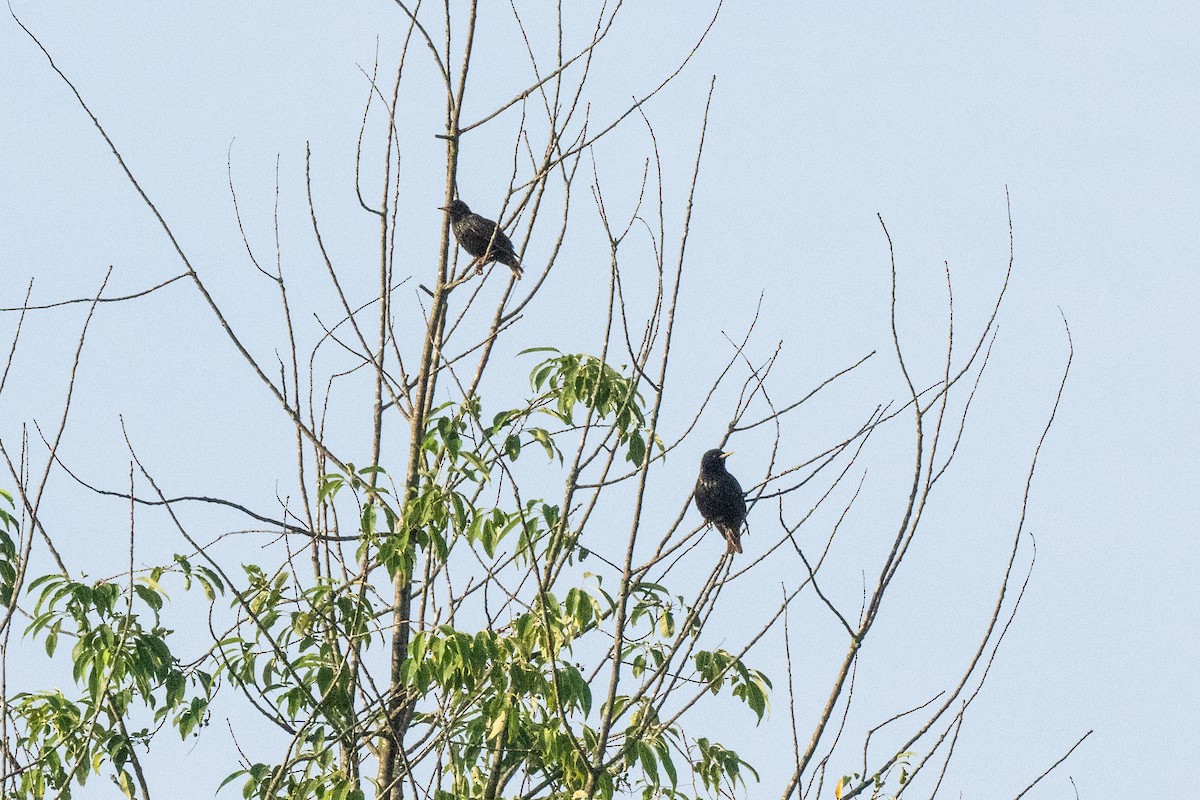 European Starling - ML620062193