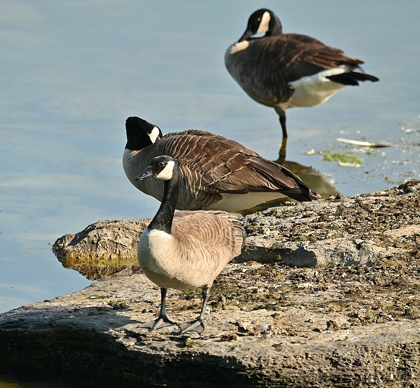 Canada Goose - ML620062196