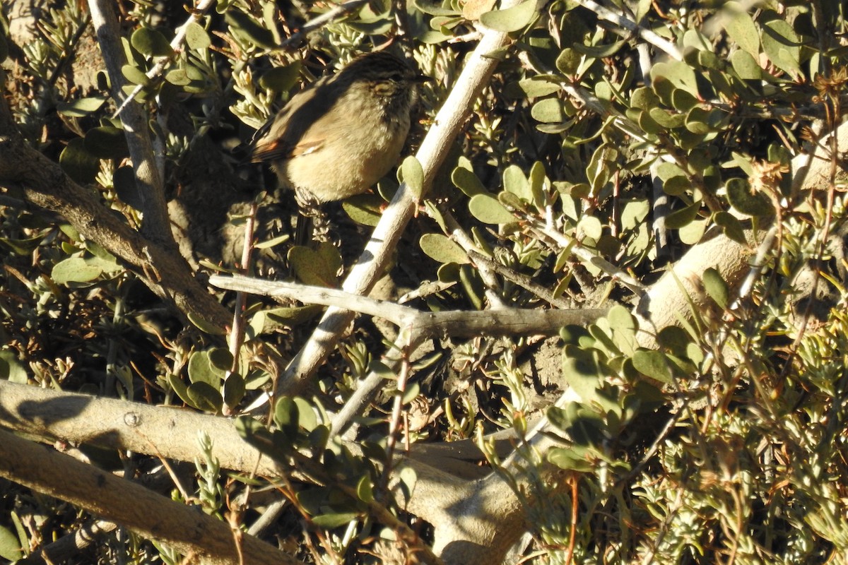 Plain-mantled Tit-Spinetail - ML620062201