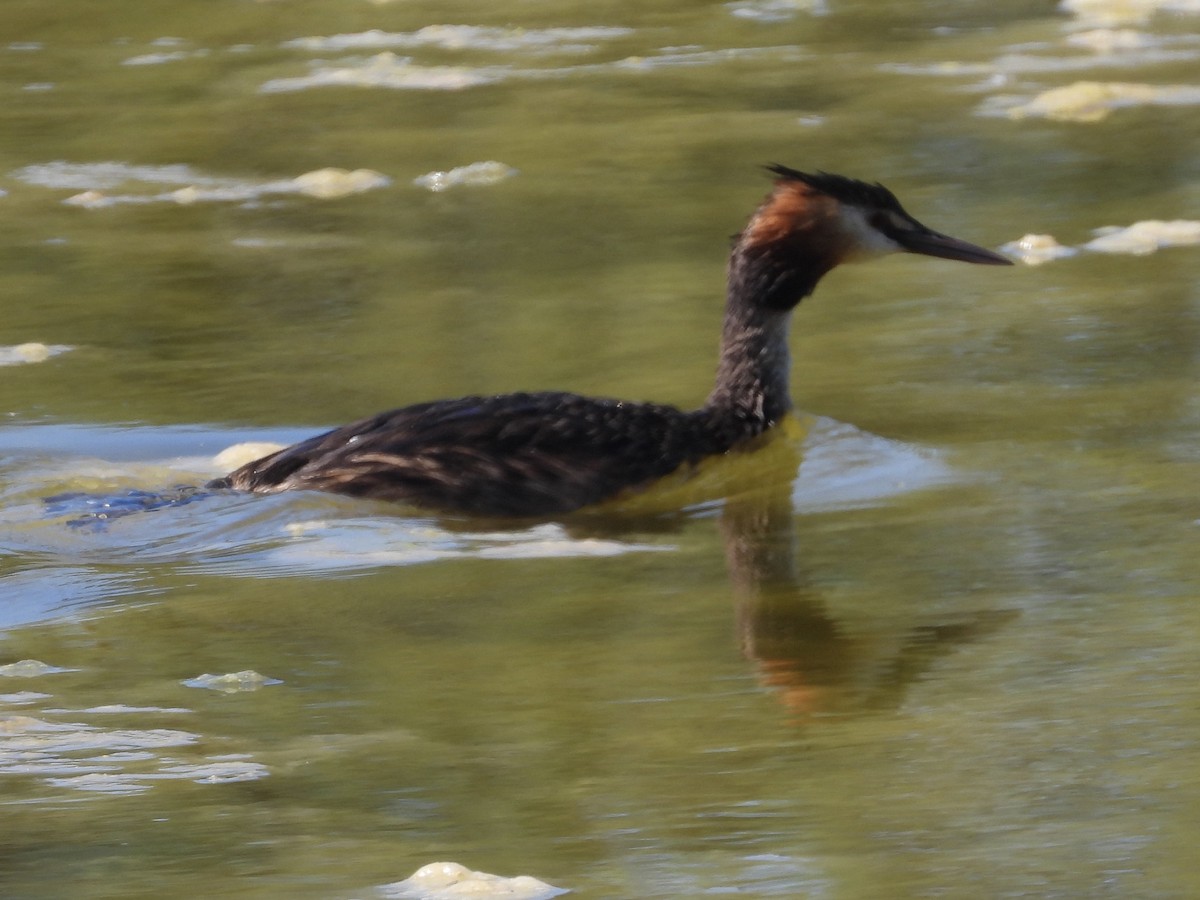 Great Crested Grebe - ML620062221